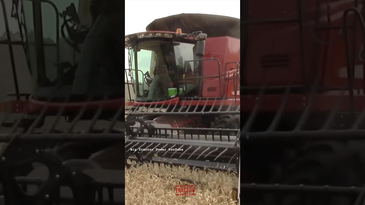 CASE IH 8240 Axial-Flow Combine Harvesting Wheat #bigtractorpower # ...